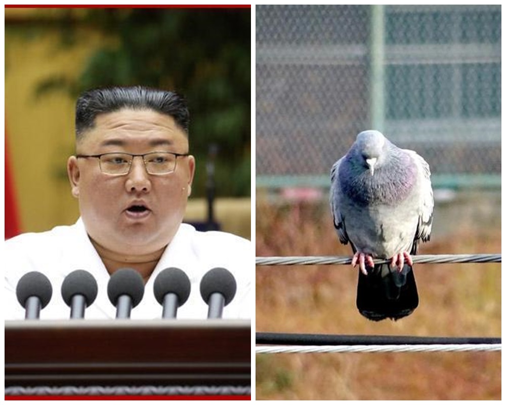 據外媒報導，金正恩向邊境官員下令，只要見到鴿子就殺。（左/翻攝朝鮮中央通訊社，右/示意圖，photo-ac）