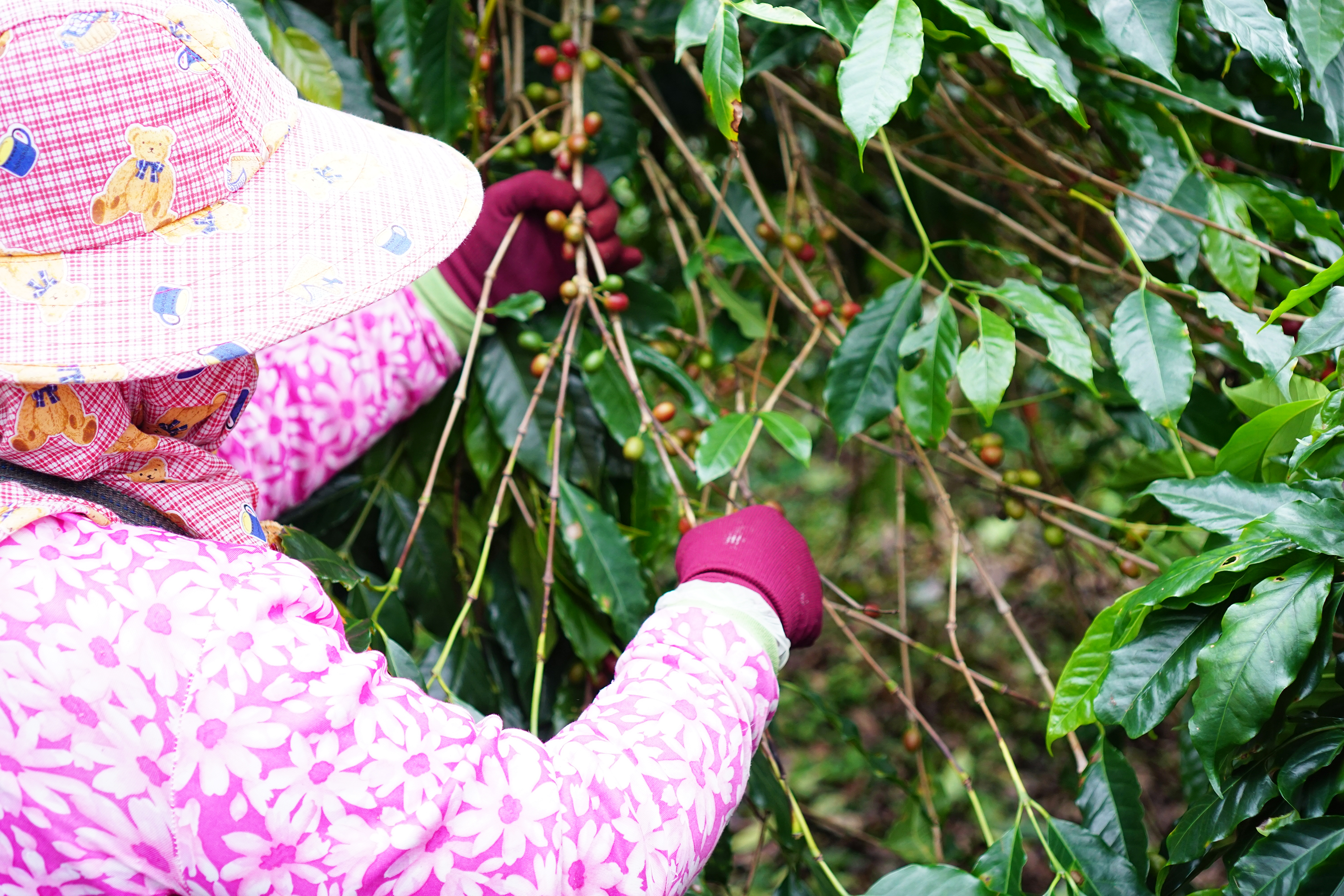 台灣咖啡生豆品質日漸提升，頗受國際關注，近期將選出台灣咖啡國家隊，透過ACE的平台進行國際網路同步競標。（典藏臺灣精品咖啡國際競標提供）