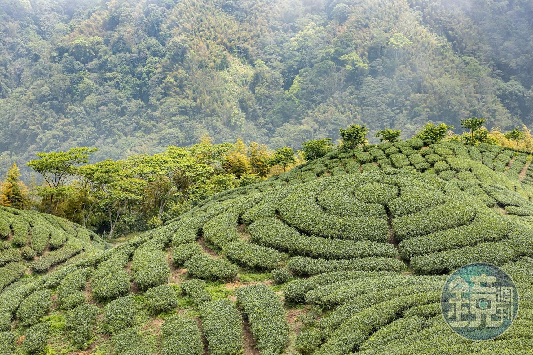 形似八卦的私人茶園，是知名茶飲料的廣告拍攝地。