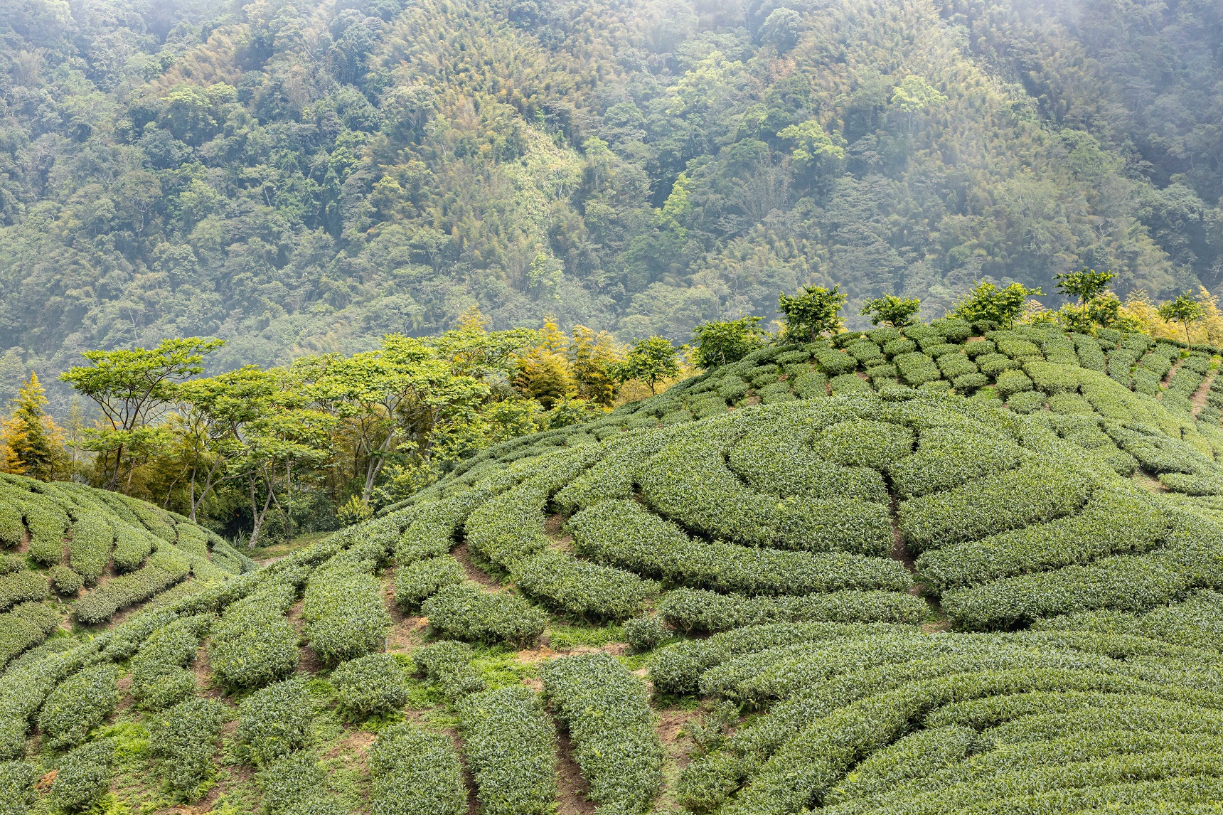 形似八卦的私人茶園，是知名茶飲料的廣告拍攝地。