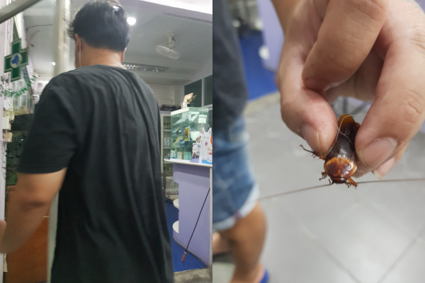 一名路人看到蟑螂被踩傷感到不捨,將牠送往獸醫院救治。(翻攝自臉書ธนู ลิมปพัฒนวณิชย์)