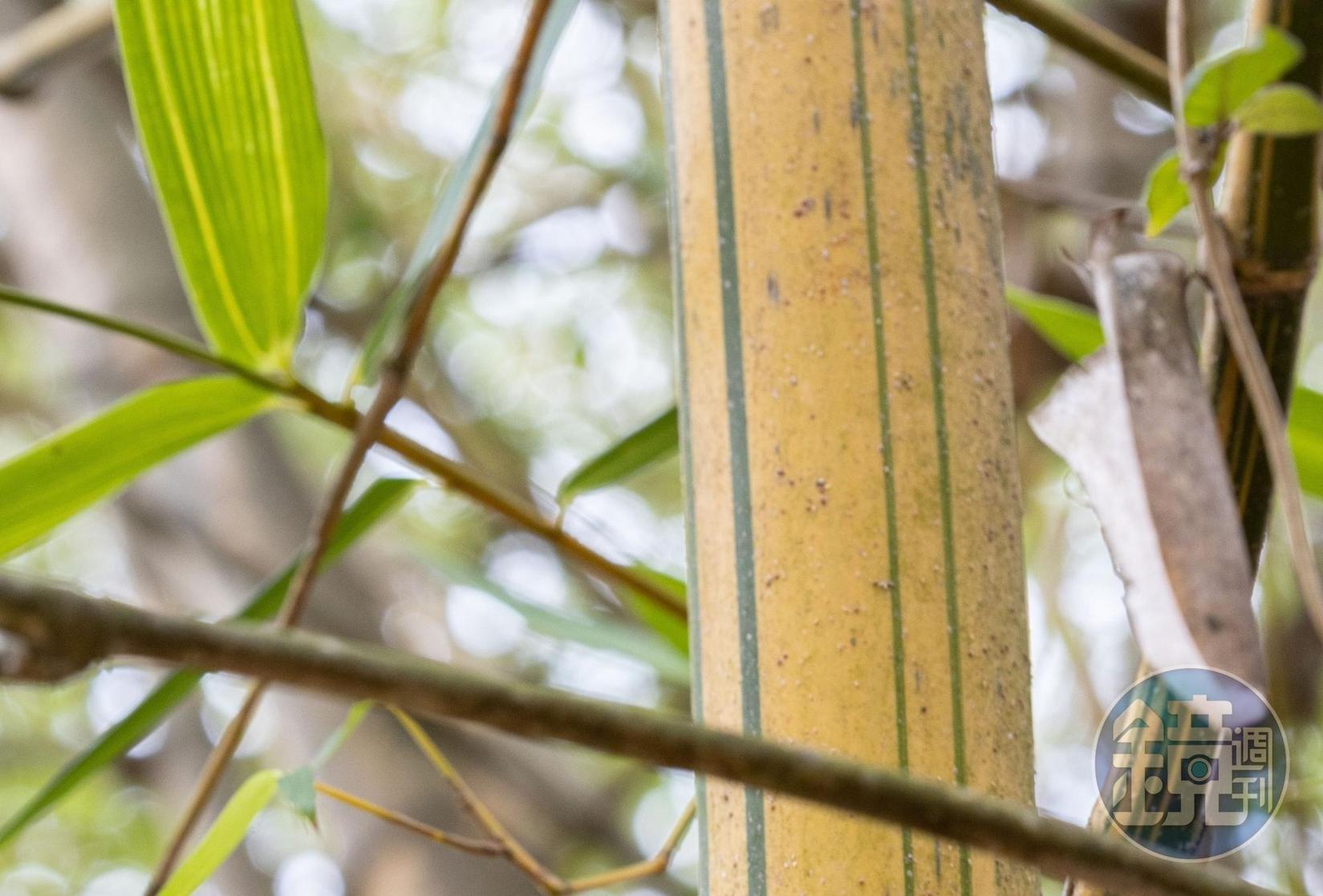 園方種植的金絲竹，定期供應給台北市立動物園大貓熊食用。