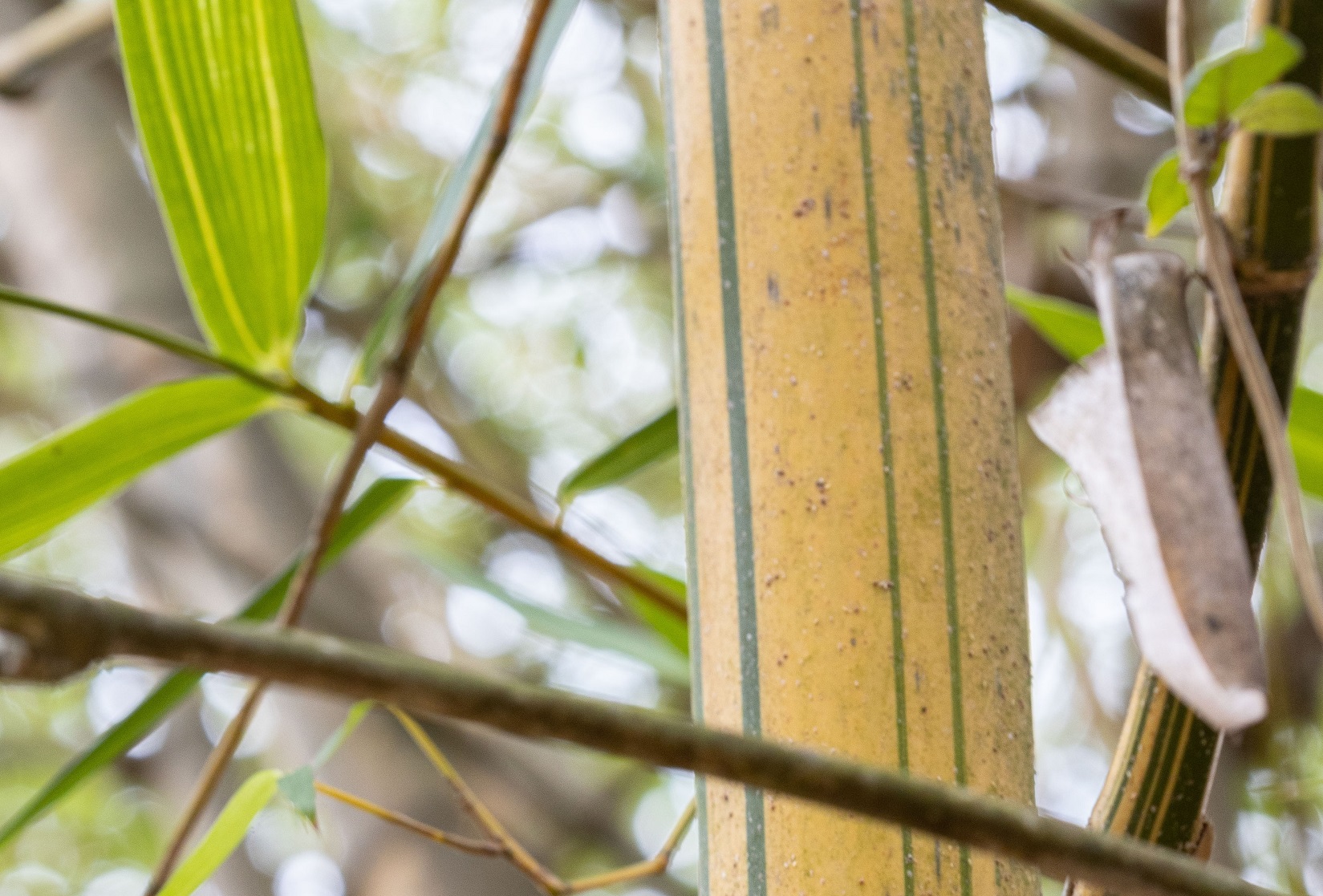 園方種植的金絲竹,定期供應給台北市立動物園大貓熊食用。