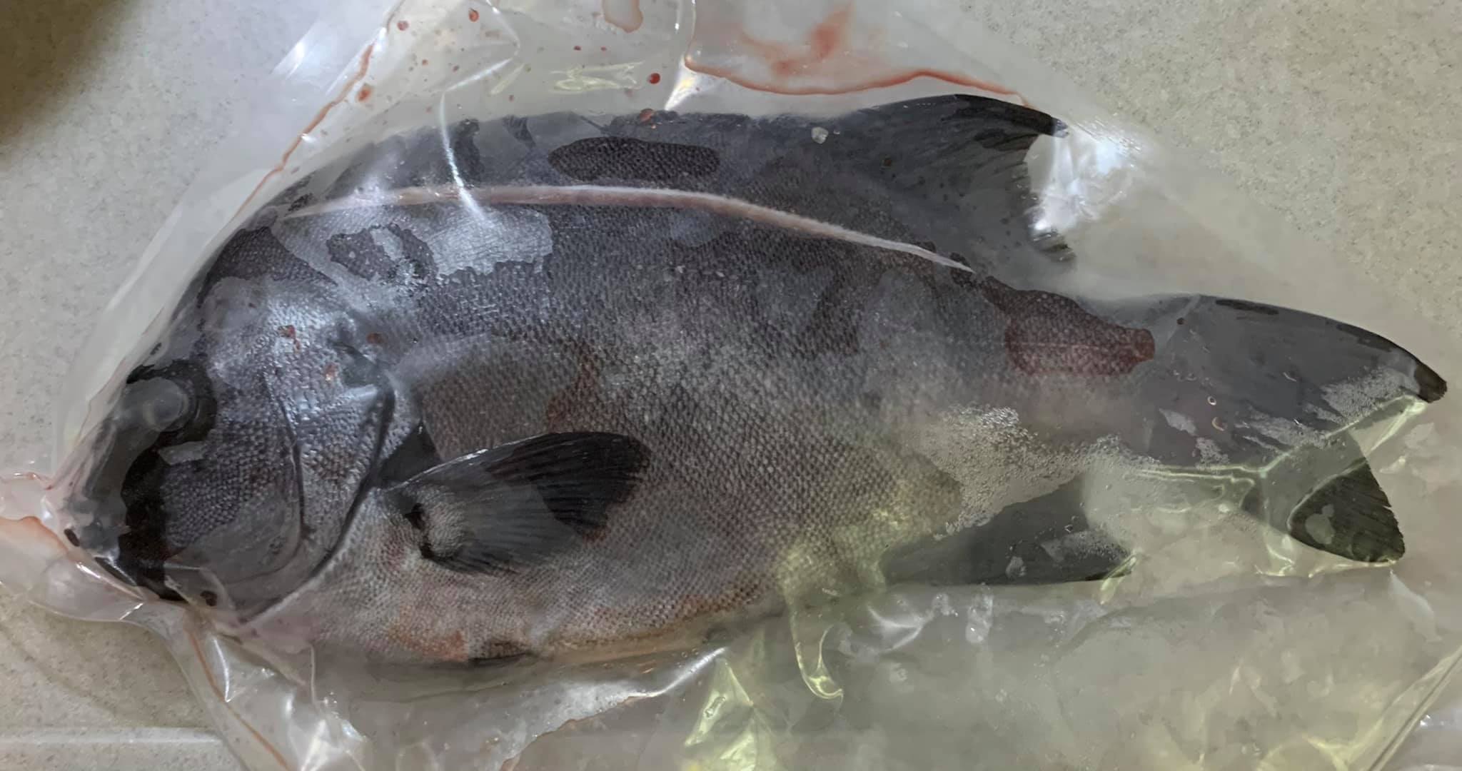 今天難得拿到通常供應給高級餐廳的石鯛魚，重約1斤辦。