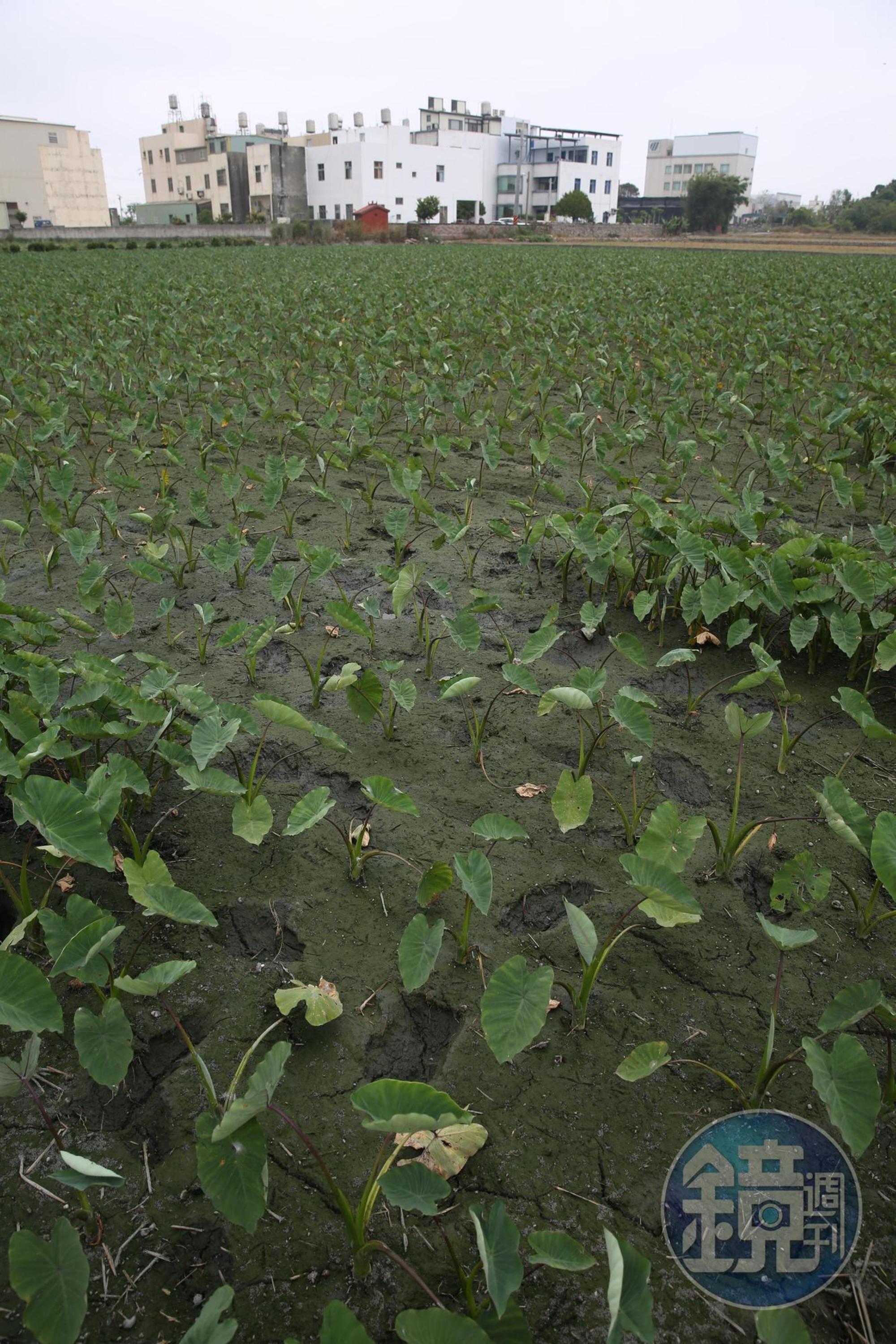 大甲王記的工廠座落在芋頭田間，與食材產地緊密相連。