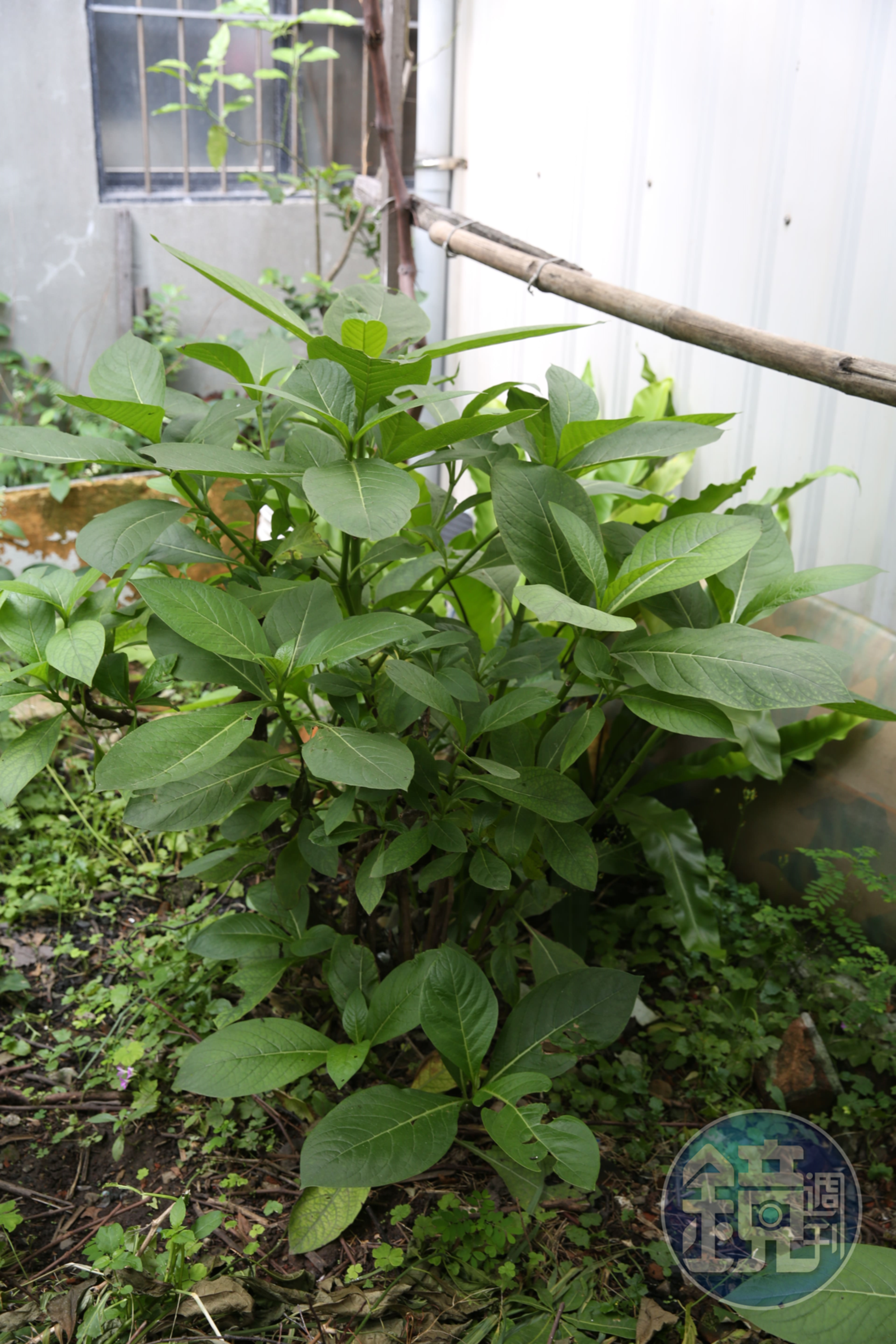 「假酸漿」是原住民常用於料理中的植物。