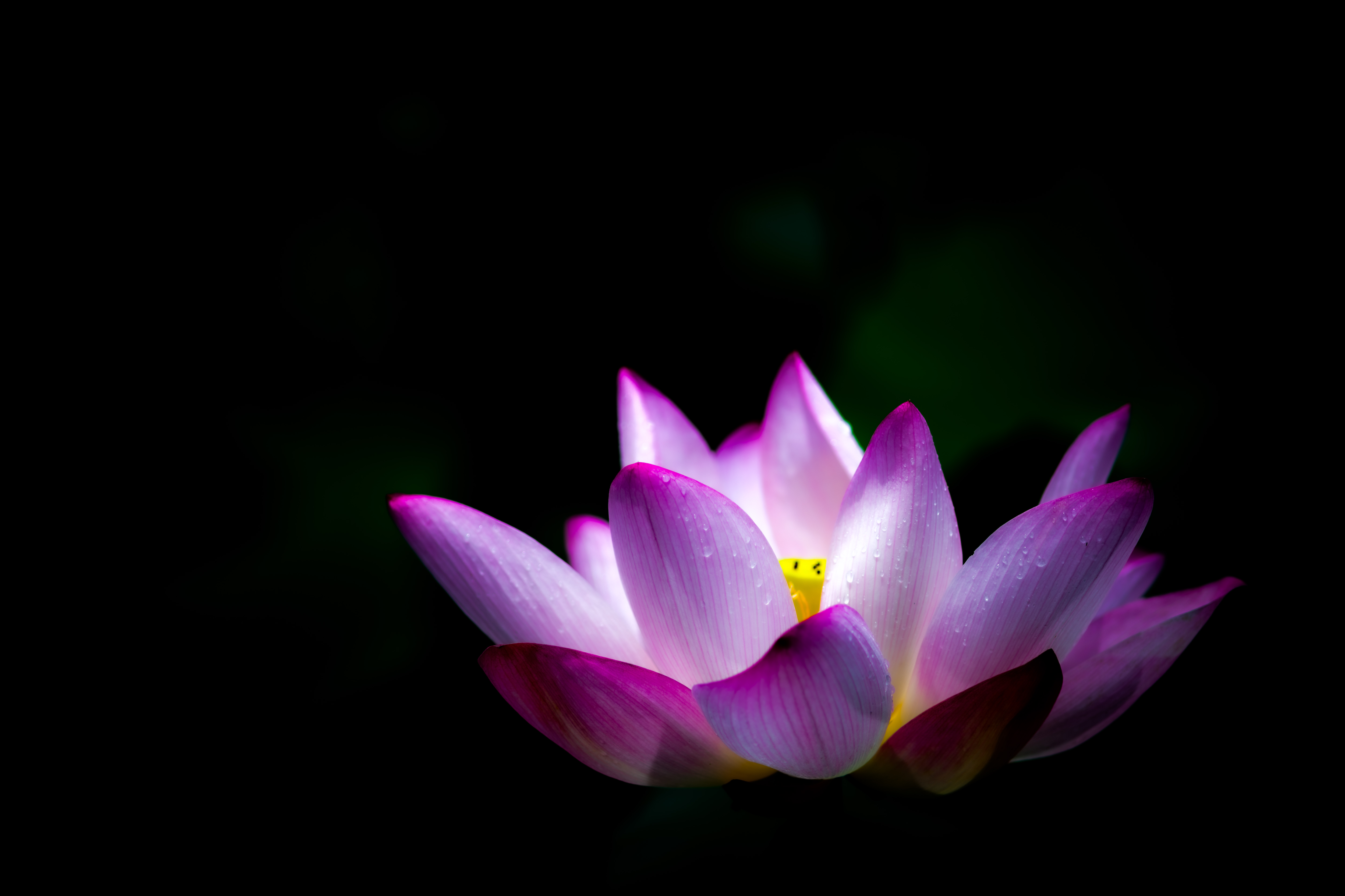 圖1是一朵蓮花，只是角度跟焦距稍微不同，使用不同的曝光技巧，這兩張照片得到的結果大不相同。