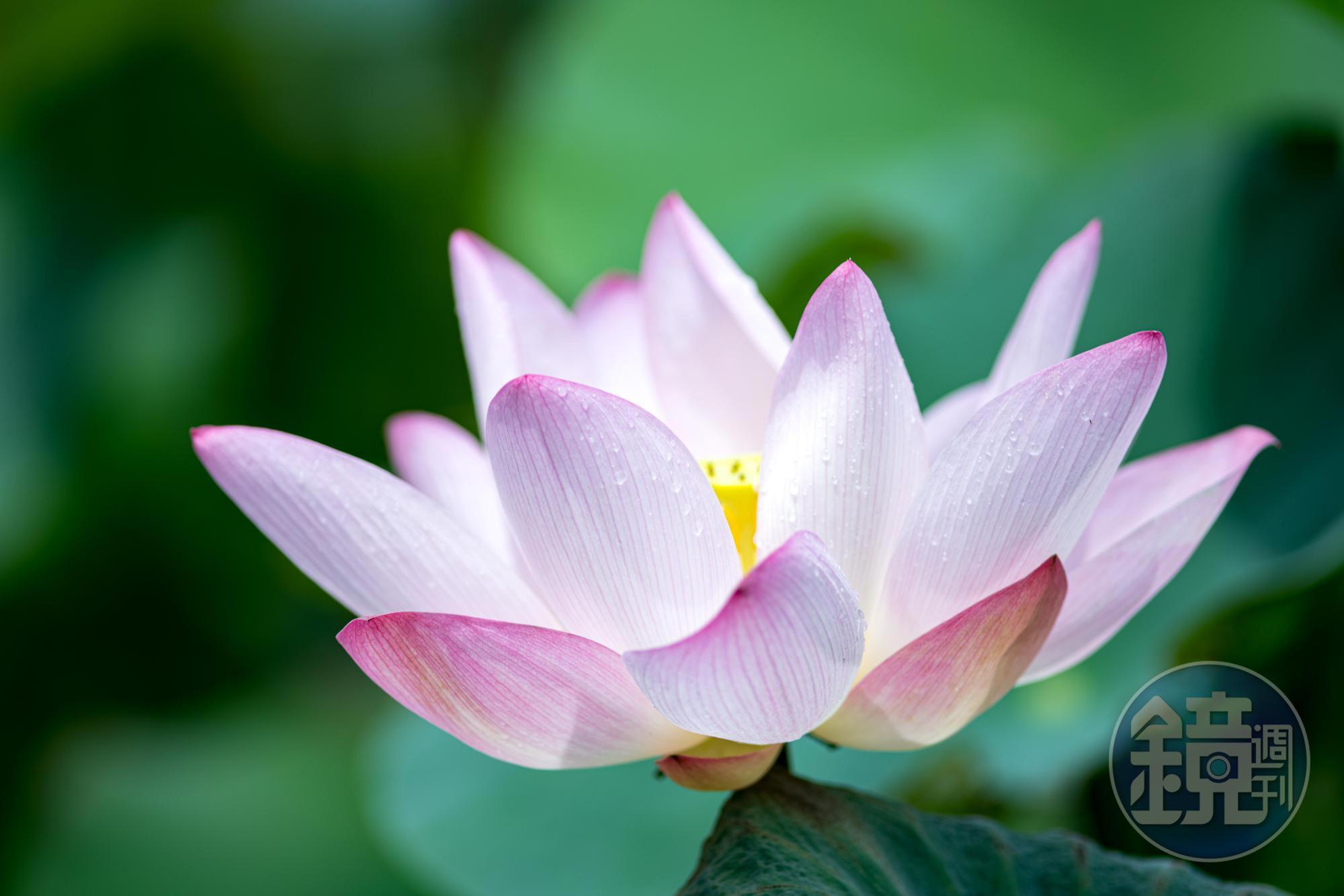 圖2。圖1、圖2是同一朵蓮花，只是角度跟焦距稍微不同，使用不同的曝光技巧，這兩張照片得到的結果大不相同。