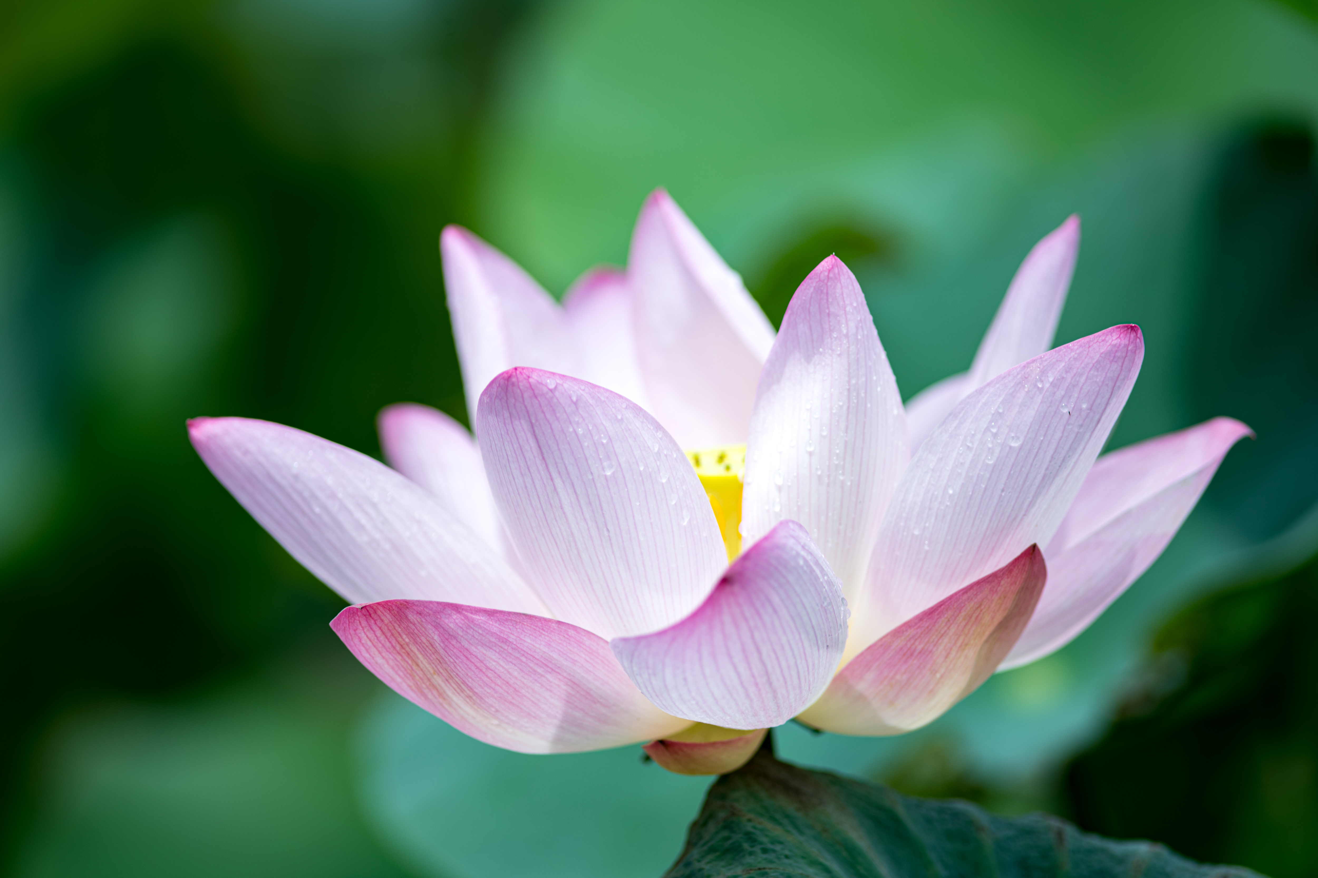 圖2。圖1、圖2是同一朵蓮花，只是角度跟焦距稍微不同，使用不同的曝光技巧，這兩張照片得到的結果大不相同。