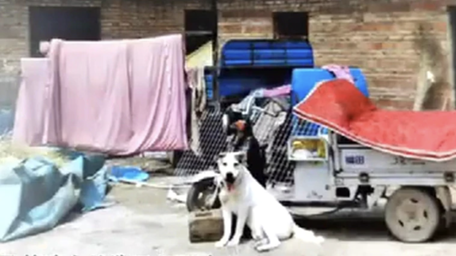 中國大陸68歲婦人被狗攻擊致死，飼主稱牠自己輕生。（翻攝自微博）