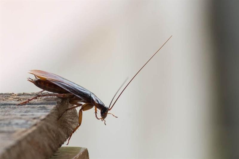 蟑螂是家中常見的昆蟲，人類對牠有特殊情感。（翻攝自shutterstock）