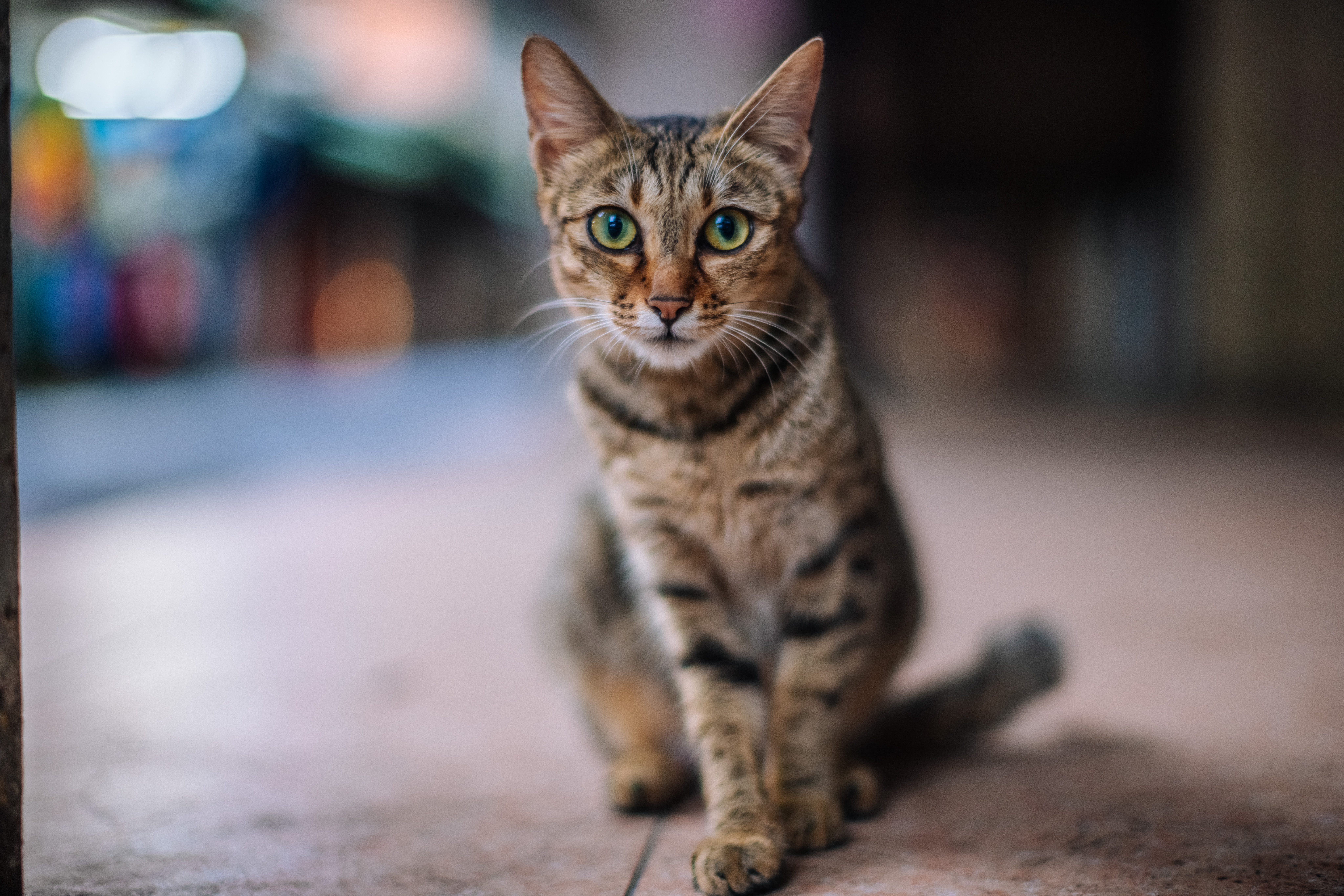 遊走在菜市場裡的街貓，看到我在拍似乎也很配合，乖乖盯著相機碩大的鏡頭，目不轉睛。