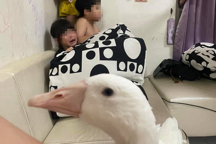 由於家中3個小孩太皮，一名媽媽不禁「放鵝咬人」來管教小孩。（翻攝自「爆廢公社」臉書）