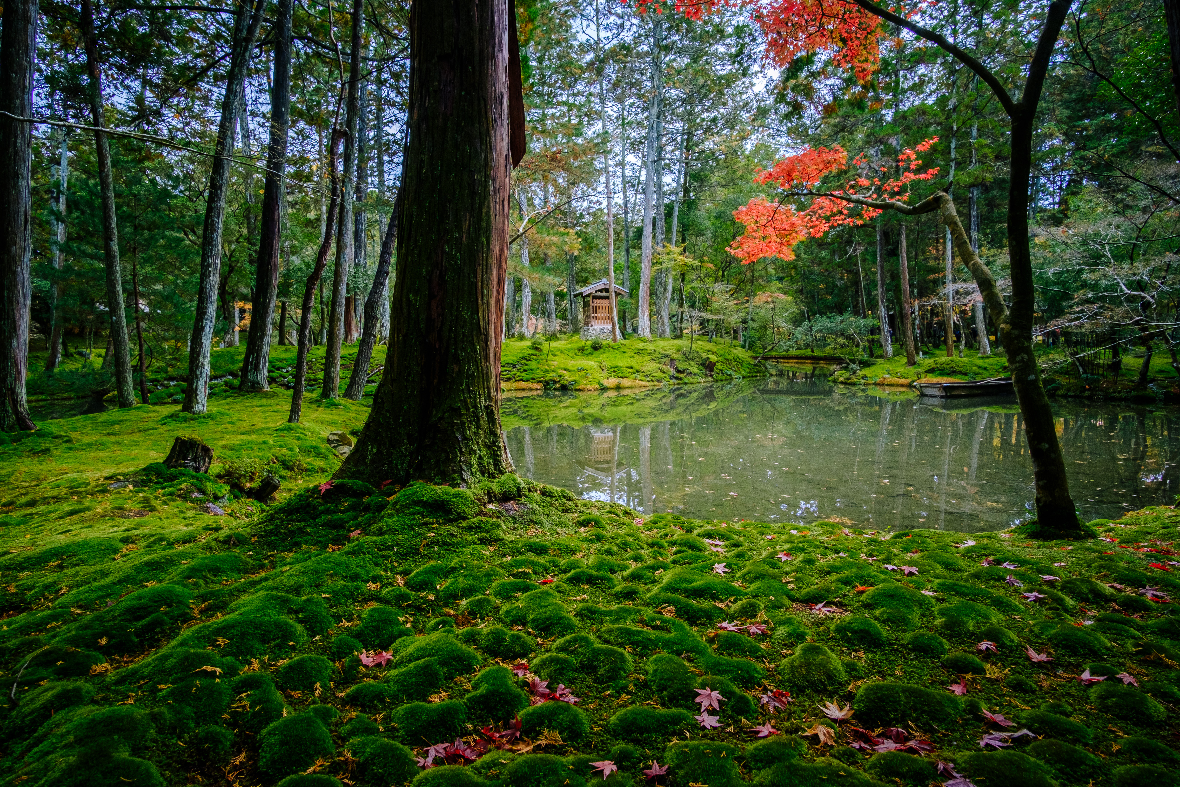 在西芳寺第一次看見如此多的苔蘚生長,隨著林蔭間的光影變化及季節的轉換,呈現不一樣的生動面貌。