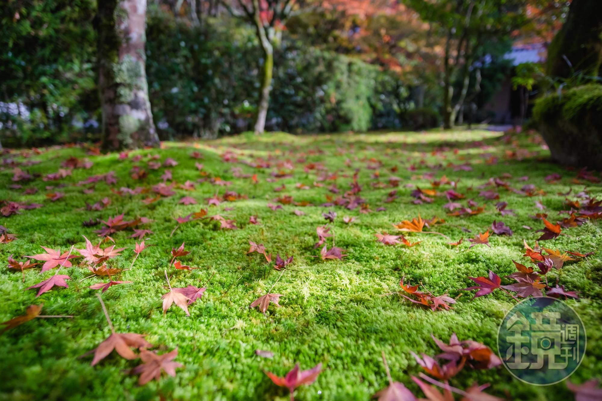 當時參訪期間是秋季,紅色的楓葉灑落在綠色的青苔地毯上,角落裡的微光點綴,相當顯眼。