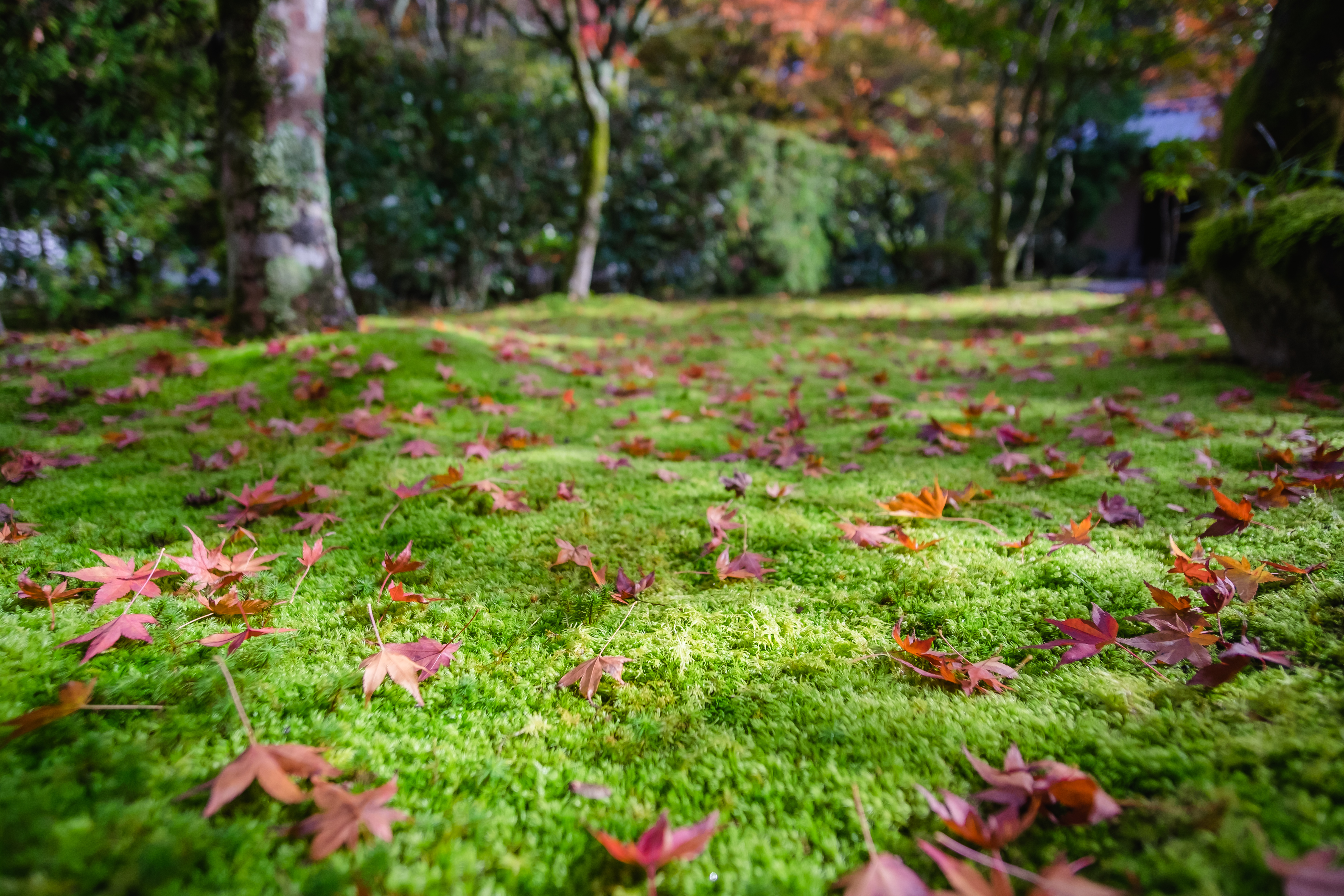 當時參訪期間是秋季，紅色的楓葉灑落在綠色的青苔地毯上，角落裡的微光點綴，相當顯眼。