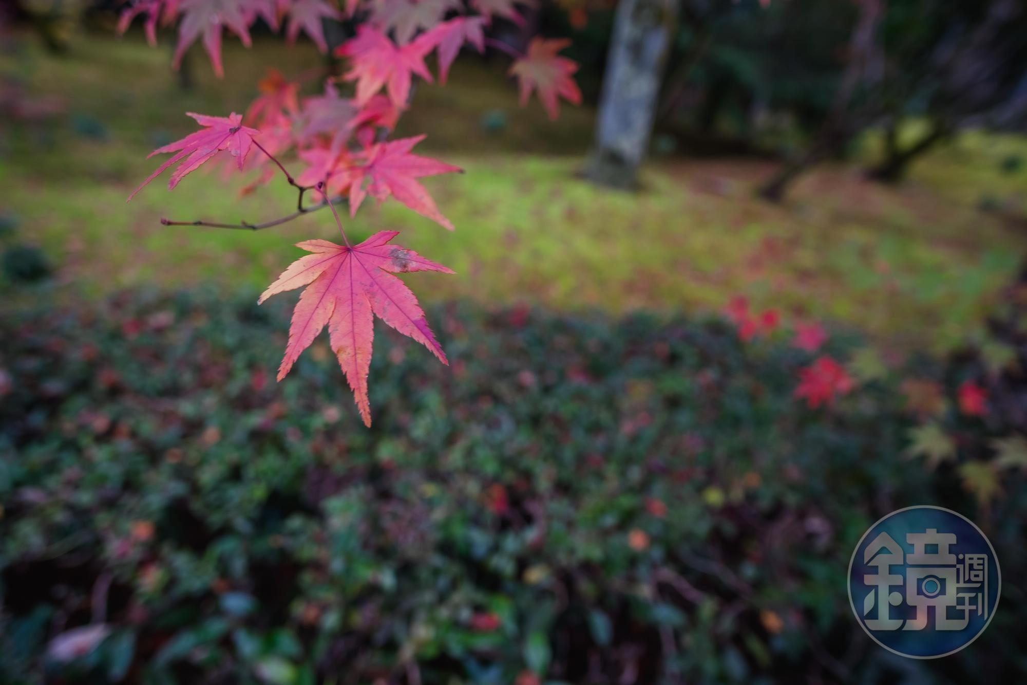 楓葉還是最能代表日式庭園的一種植物。