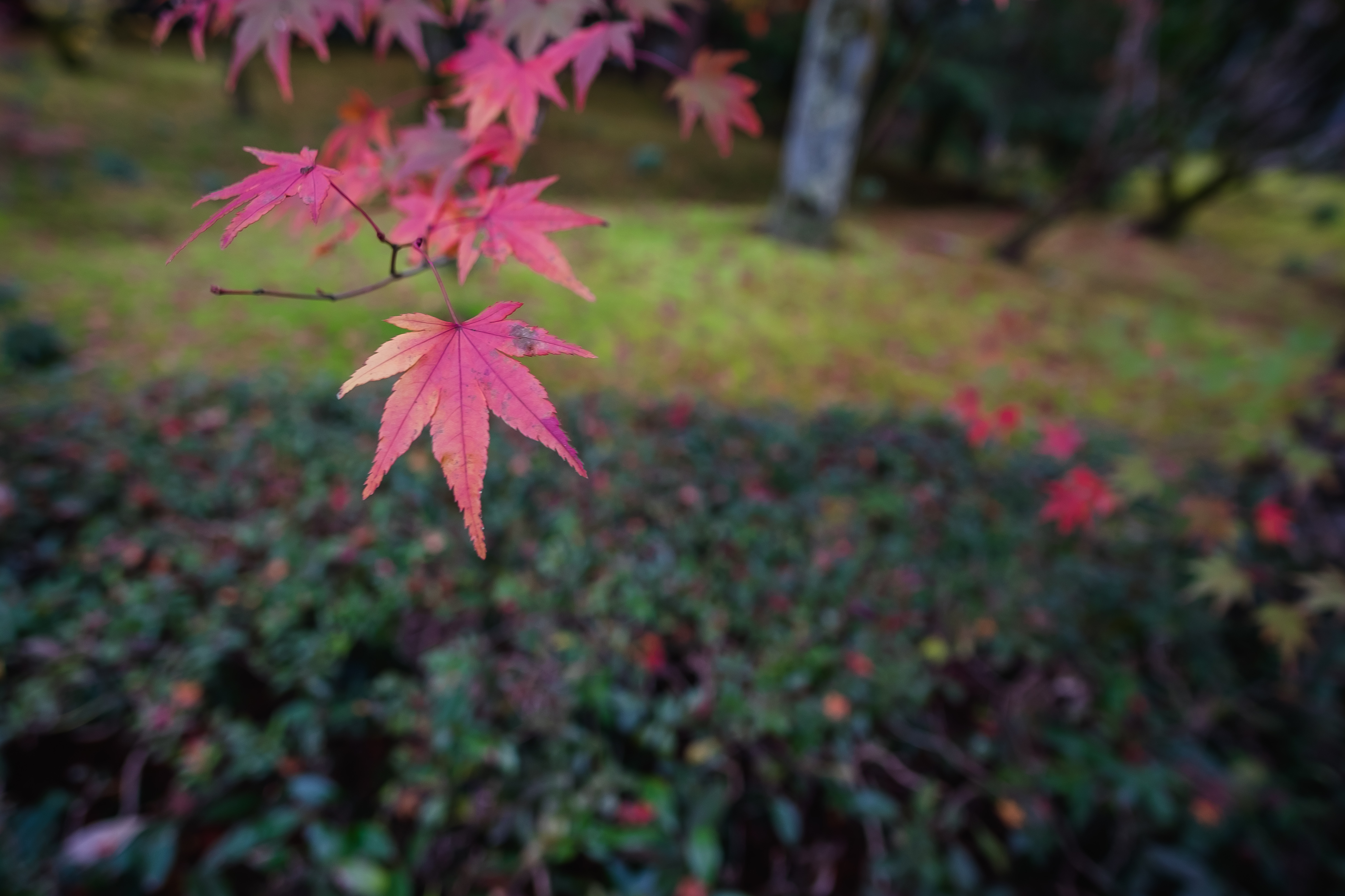 楓葉還是最能代表日式庭園的一種植物。