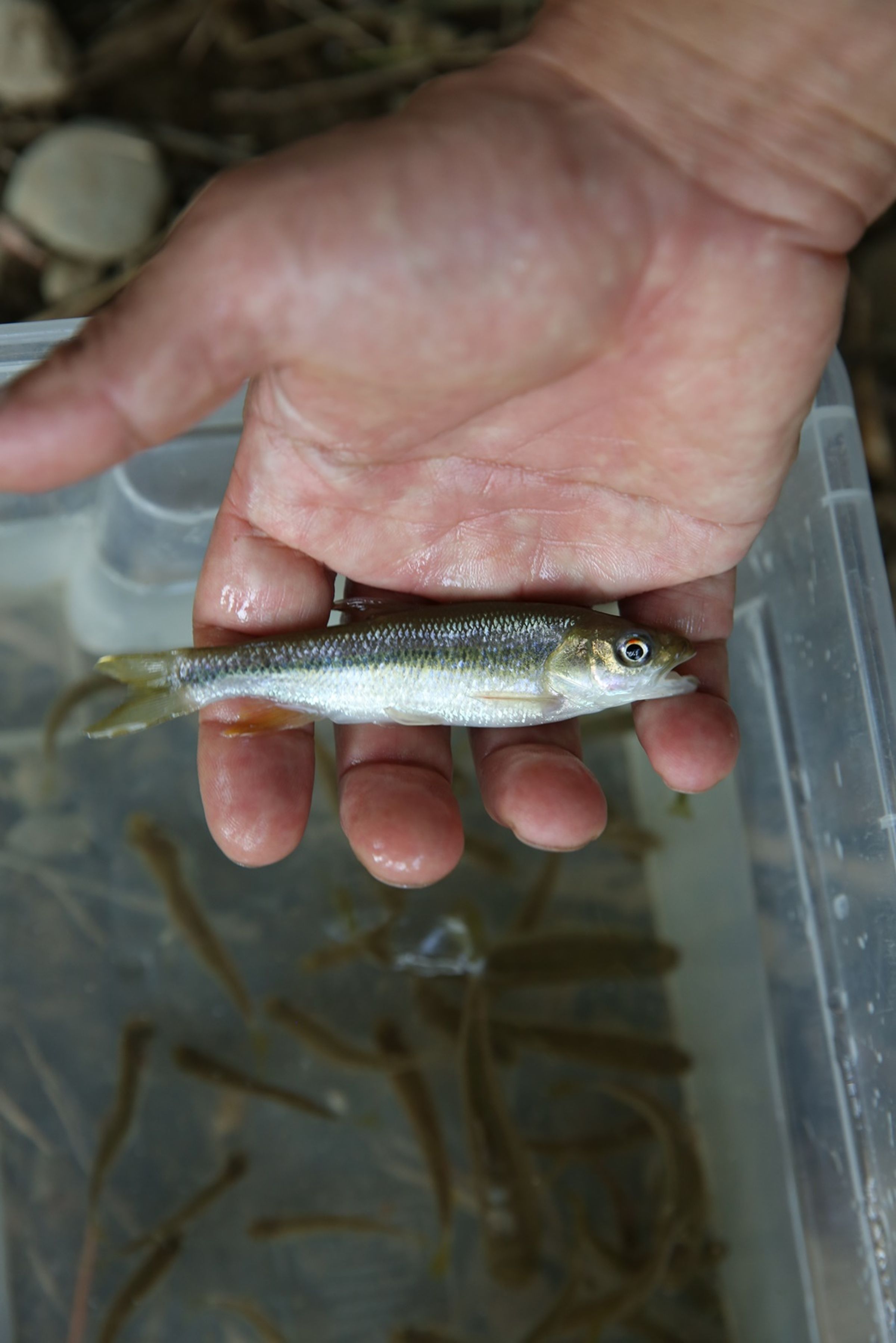 台灣馬口魚為中部山林溪流常見的魚種。
