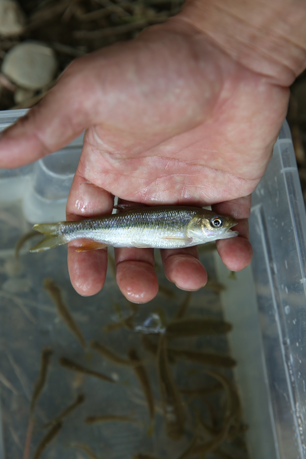 台灣馬口魚為中部山林溪流常見的魚種。