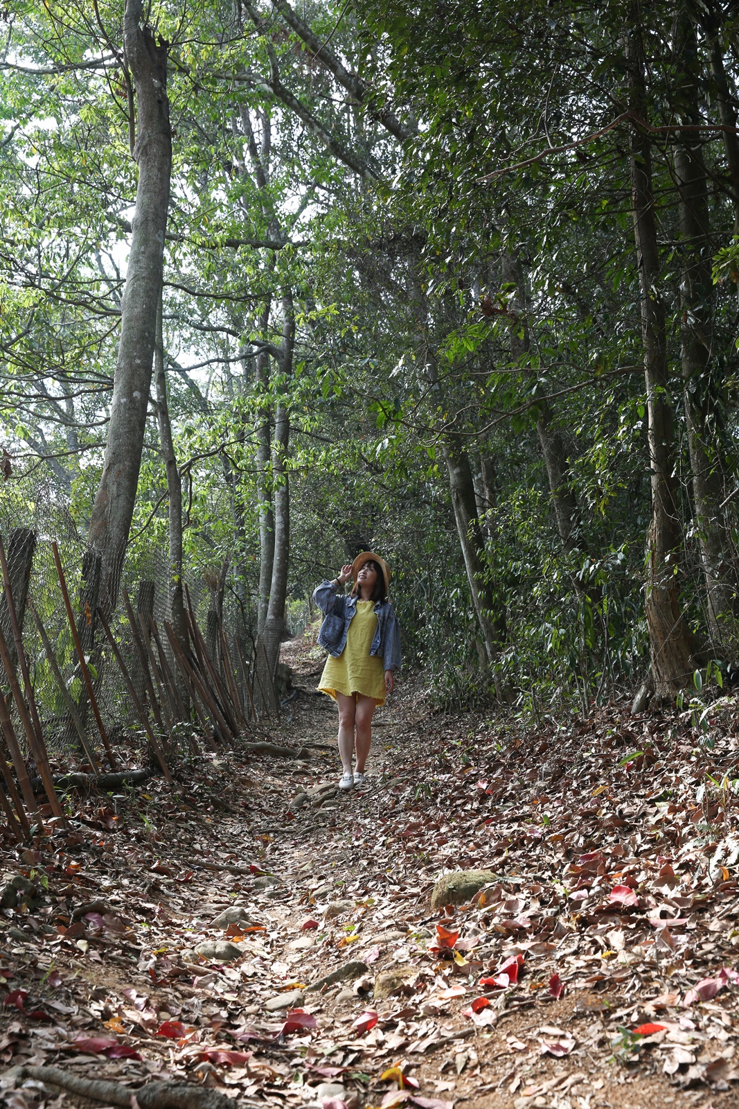 當地人口中的神祕「紅葉步道」，果然隱密。