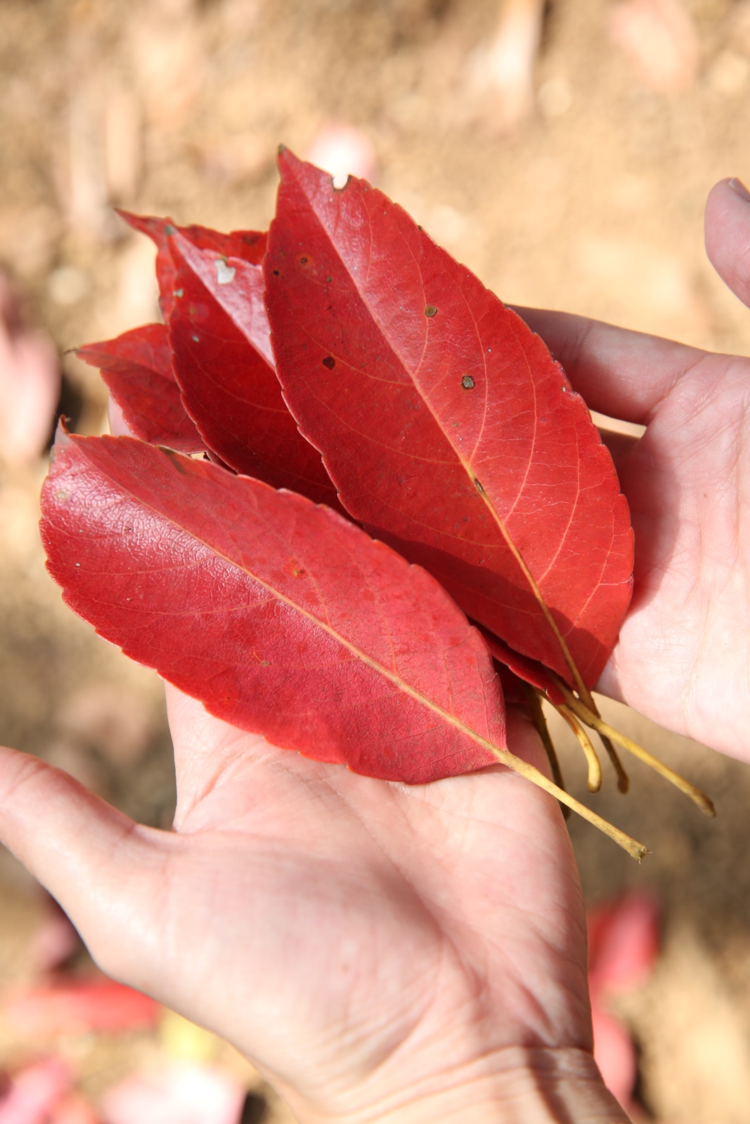 錫蘭橄欖樹葉脈轉為火紅色後，紛紛落在步道上。