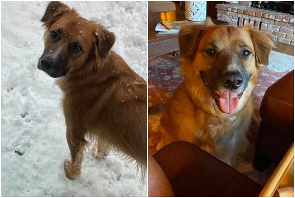 提利因車禍被拋飛，主人緊急PO文尋找，才發現牠在農場裡牧羊。（翻攝自Linda Oswald臉書）