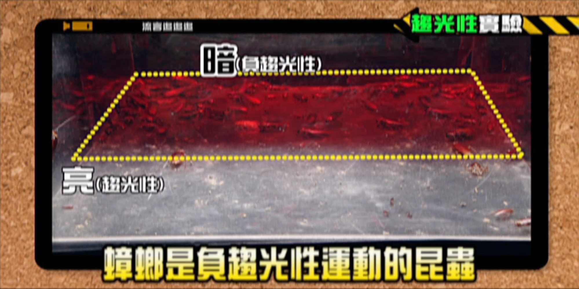 公視《流言追追追》實驗指出,蟑螂是負趨光性昆蟲,因此可能朝嘴巴、頭髮飛竄。(翻攝自「buzzgogogo」YouTube)