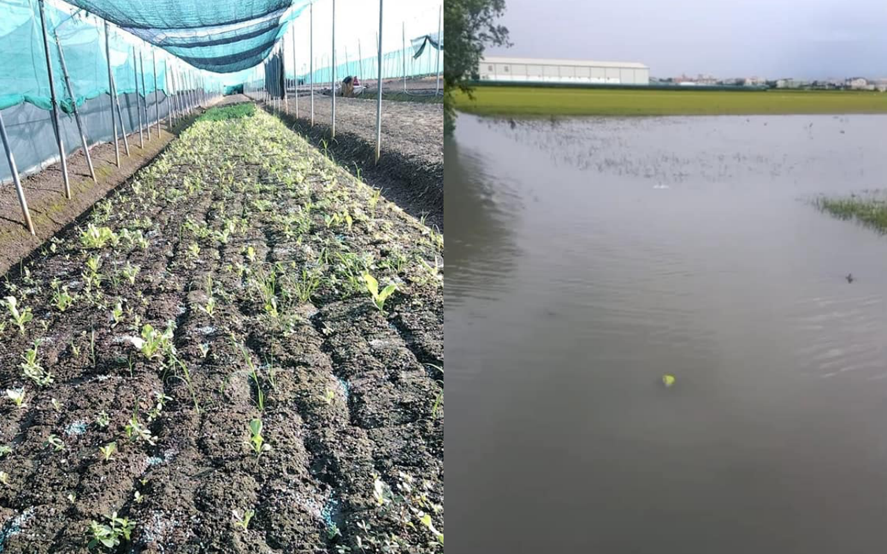 近來暴雨導致農損嚴重，菜價因此上漲。（翻攝自台灣農業監督團隊臉書）