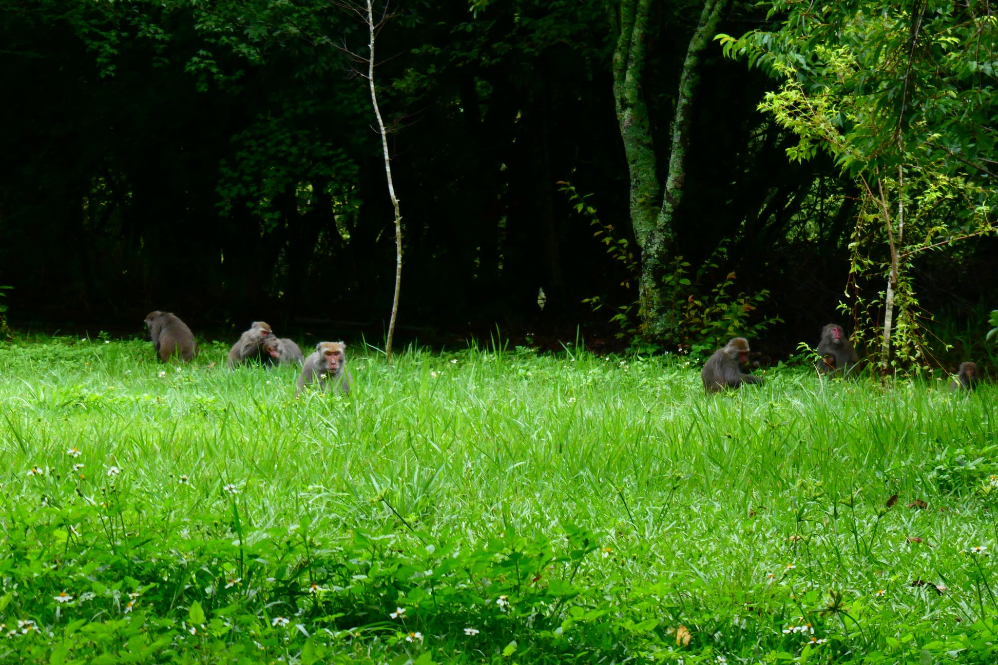 奧萬大森林樂園在臉書分享猴群玩耍的照片。（翻攝自奧萬大情報站臉書）