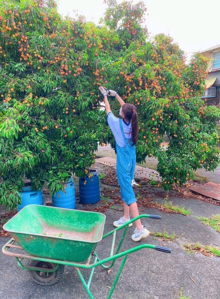 馮媛甄家門口有荔枝樹,她親自動手摘採荔枝。(翻攝自馮媛甄臉書)