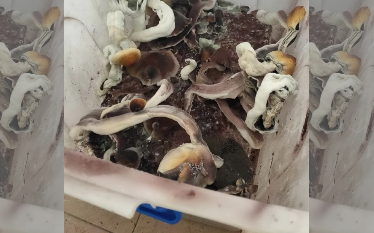 迷幻魔菇可以干擾大腦神經系統的信號傳遞，具有強烈迷幻作用，在國內被列為二級毒品。（翻攝畫面）