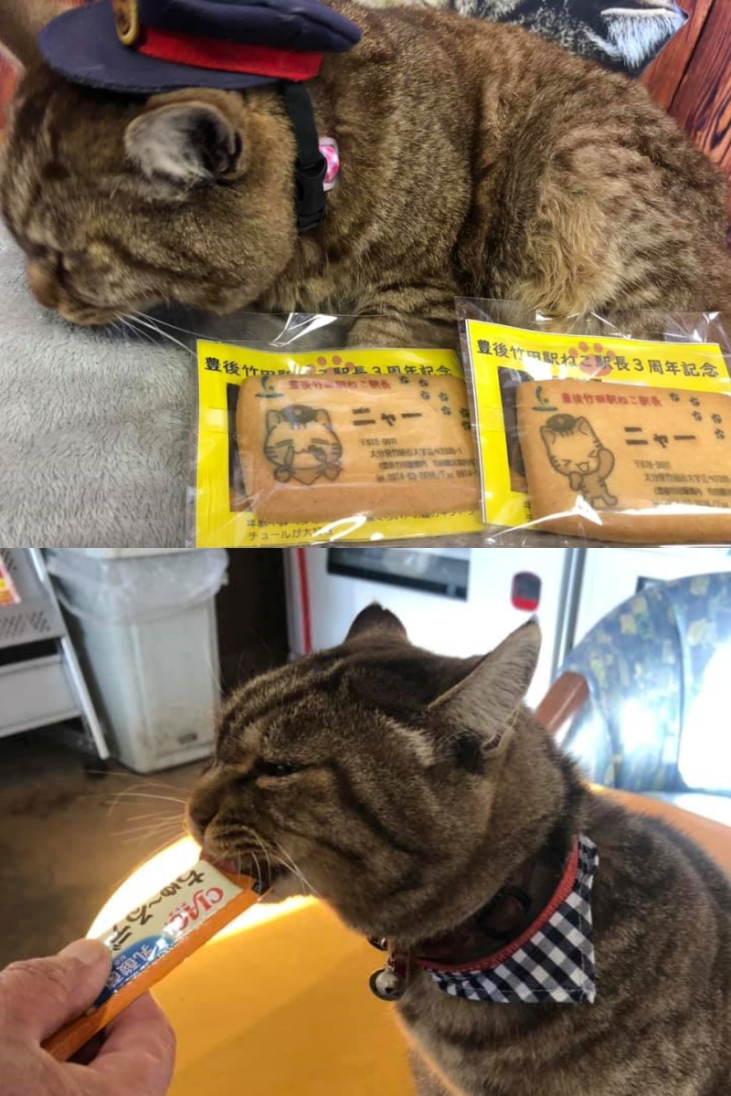 Nya把車站當作自己家,到處睡覺也拿到不少人貢獻的「供品」。(翻攝自臉書專頁「豊後竹田駅ねこ駅長のニャー」)
