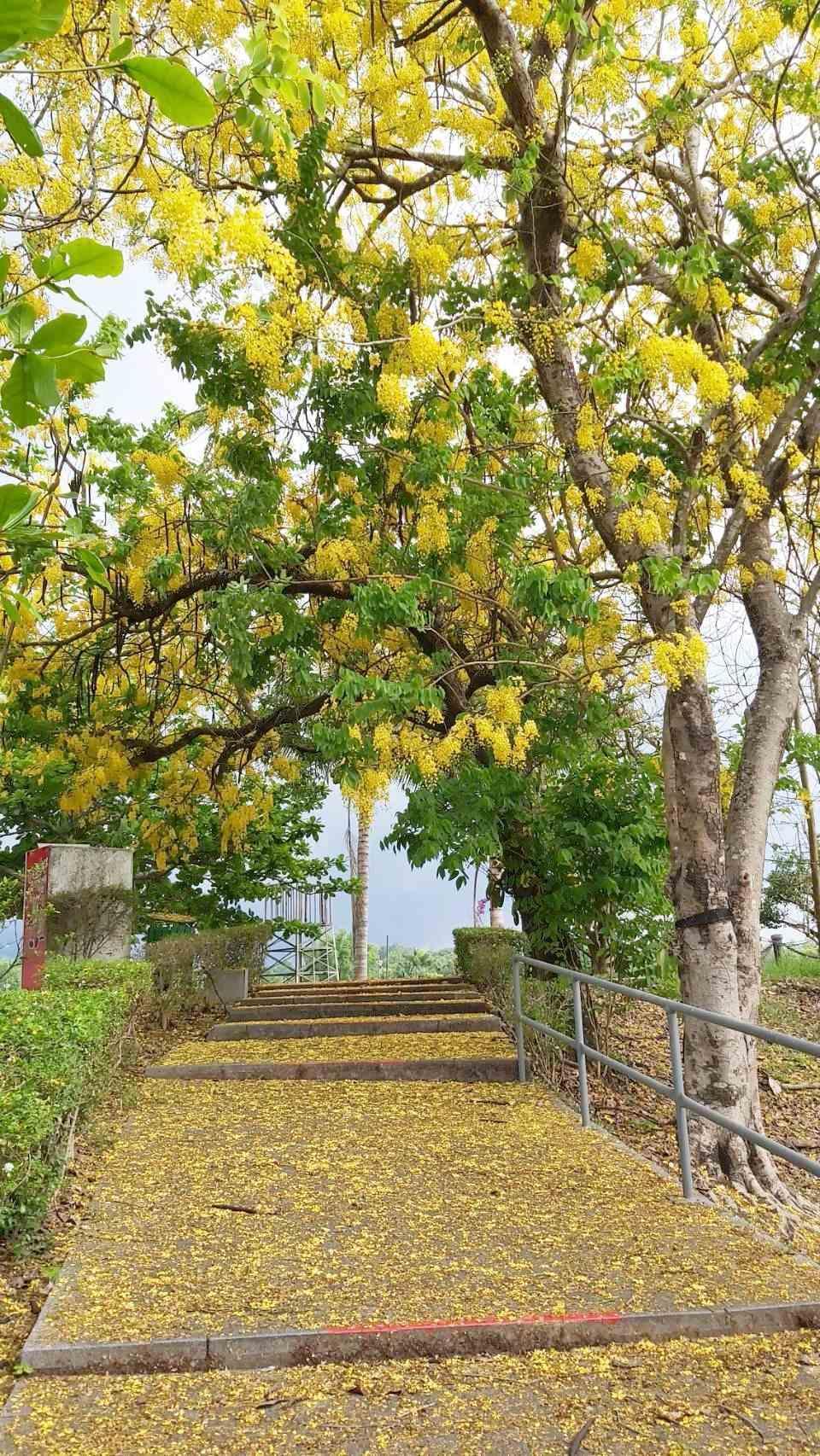 往碼頭樓梯旁阿勃勒鋪成金色花毯。(台南市政府觀光旅遊局提供)