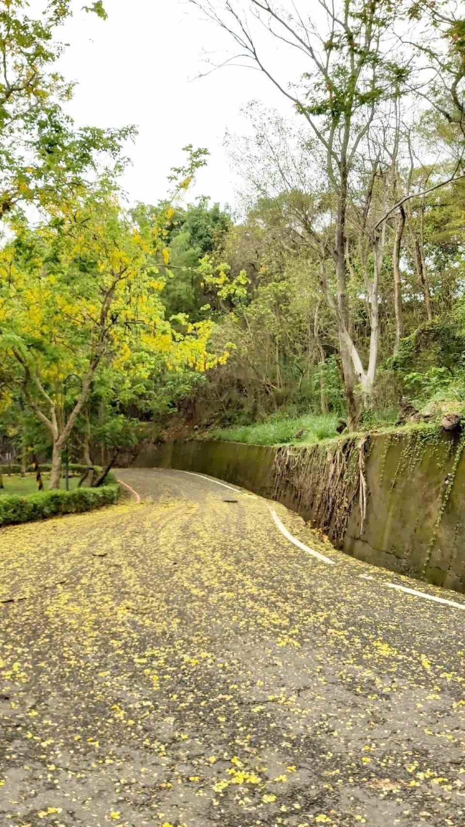 水上舞台旁阿勃勒花況。(台南市政府觀光旅遊局提供)