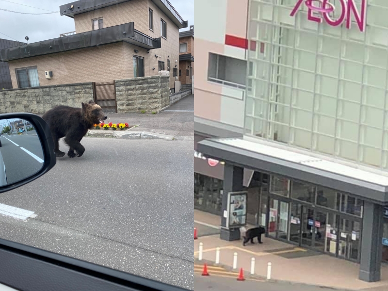 北海道札幌今（18日）傳出有棕熊闖入市區。（翻攝自推特@omen_0666、@xv3vx）