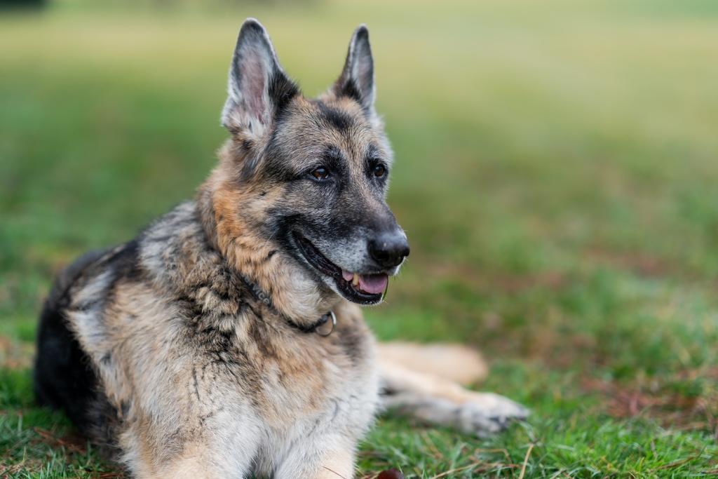 拜登夫婦的愛犬「冠軍」因年事已高在家中安詳離世。（翻攝Joe Biden推特）