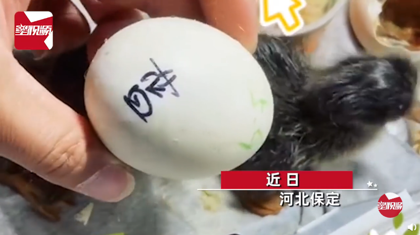 男子網購孔雀蛋,想自行孵化飼養。(翻攝自微博)