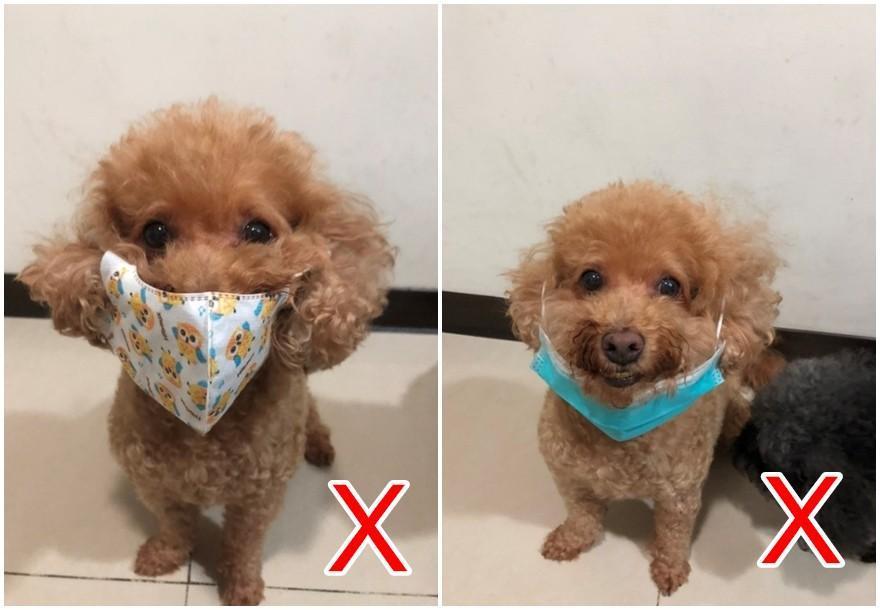 飼主擔心毛小孩會染疫，因此替牠們戴上口罩，其實這是非常危險動作。（新北市動保處提供）