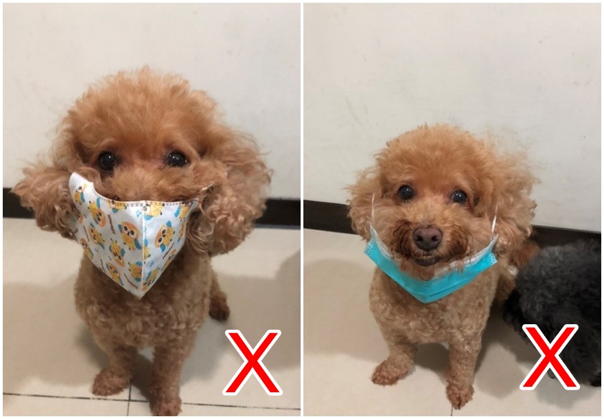 飼主擔心毛小孩會染疫,因此替牠們戴上口罩,其實這是非常危險動作。(新北市動保處提供)