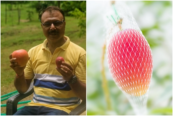 印度農夫意外種出高價芒果樹，還得請保全看守。（翻攝自Sankalp Singh Parihar臉書、宮崎縣物產貿易振興中心官網）