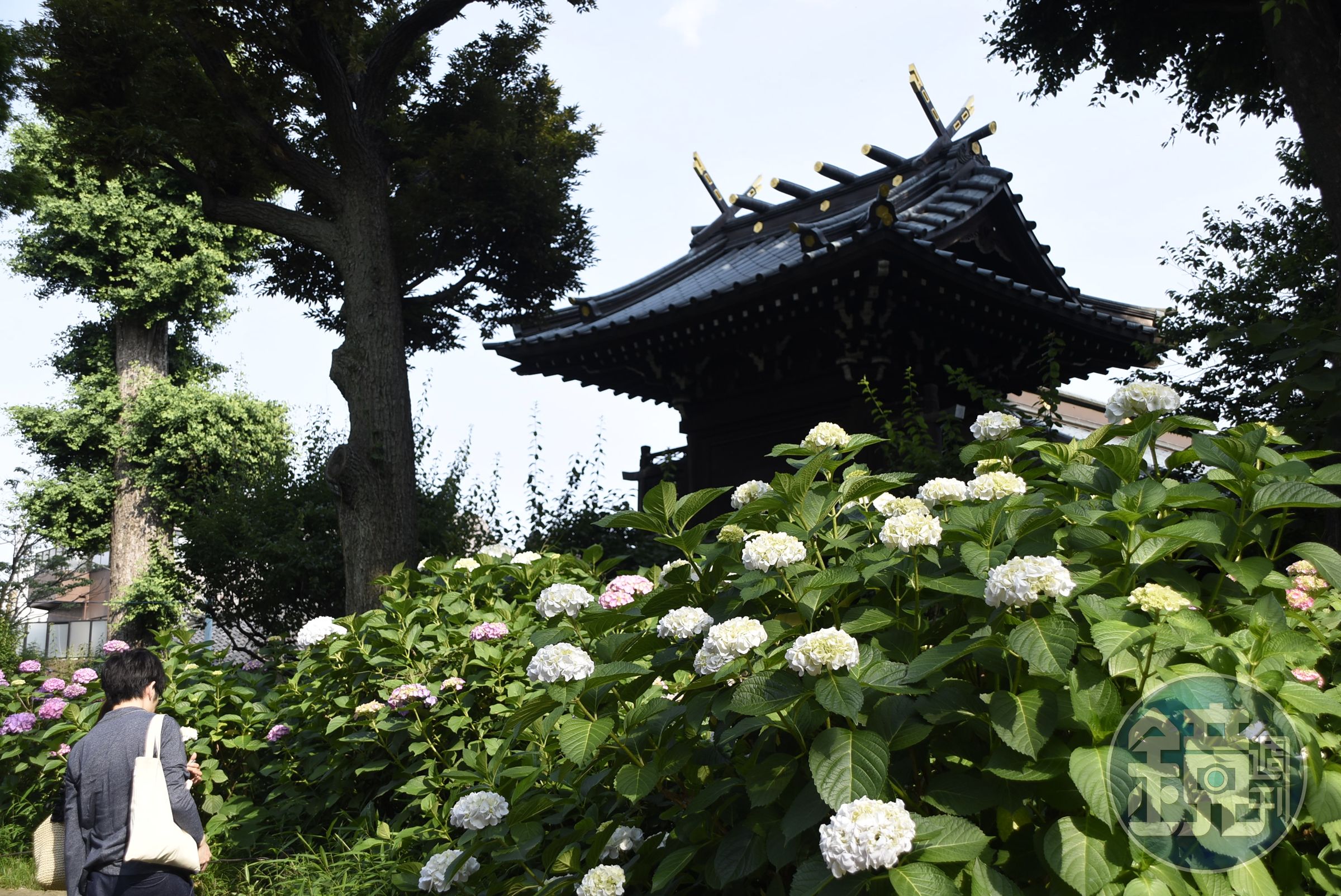 古寺與紫陽花相襯是梅雨季中最浪漫的畫面。（陳涵茵攝）