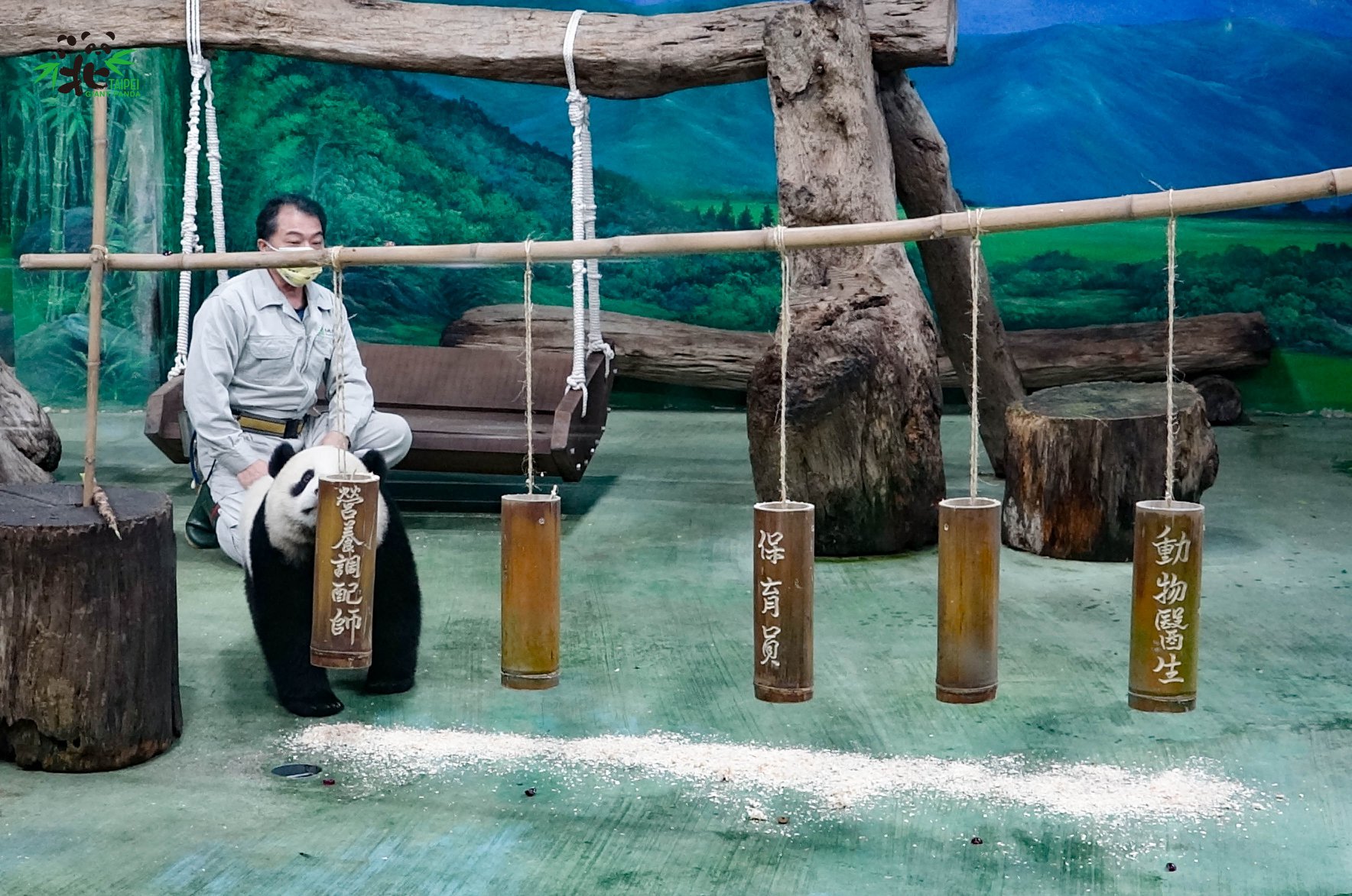圓寶一開始抓了「營養調配師」竹筒，後面是保育員彪爸。（台北市立動物園提供）