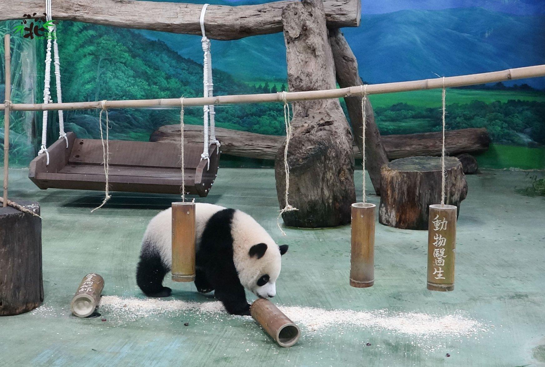 圓寶用力過猛,「保育員」竹筒也一起掉下來。(台北市立動物園提供)