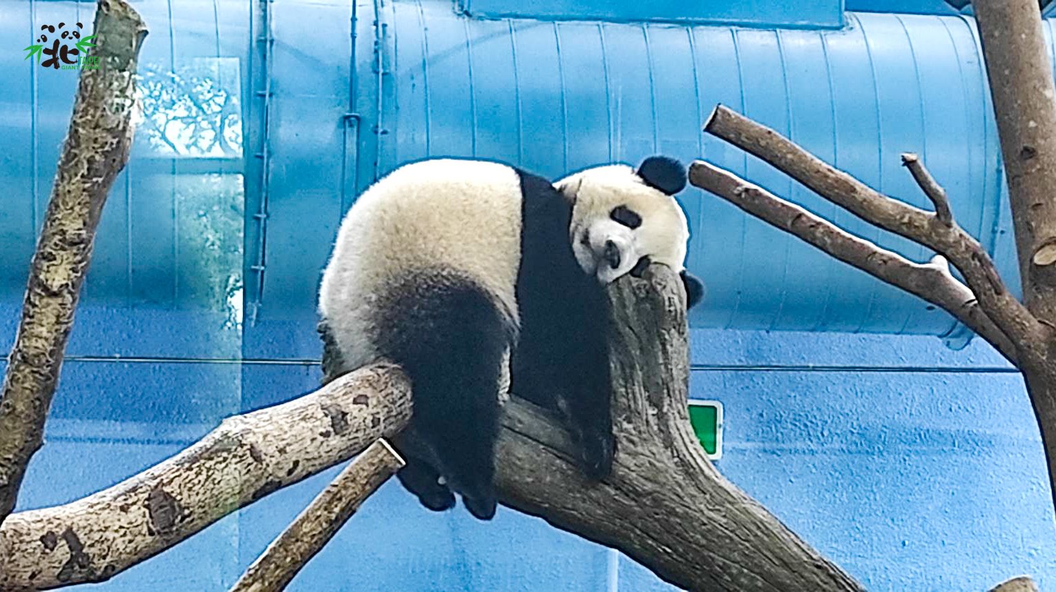 圓寶現在體重35公斤，每天吃飽睡好、頭好壯壯。（台北市立動物園提供）