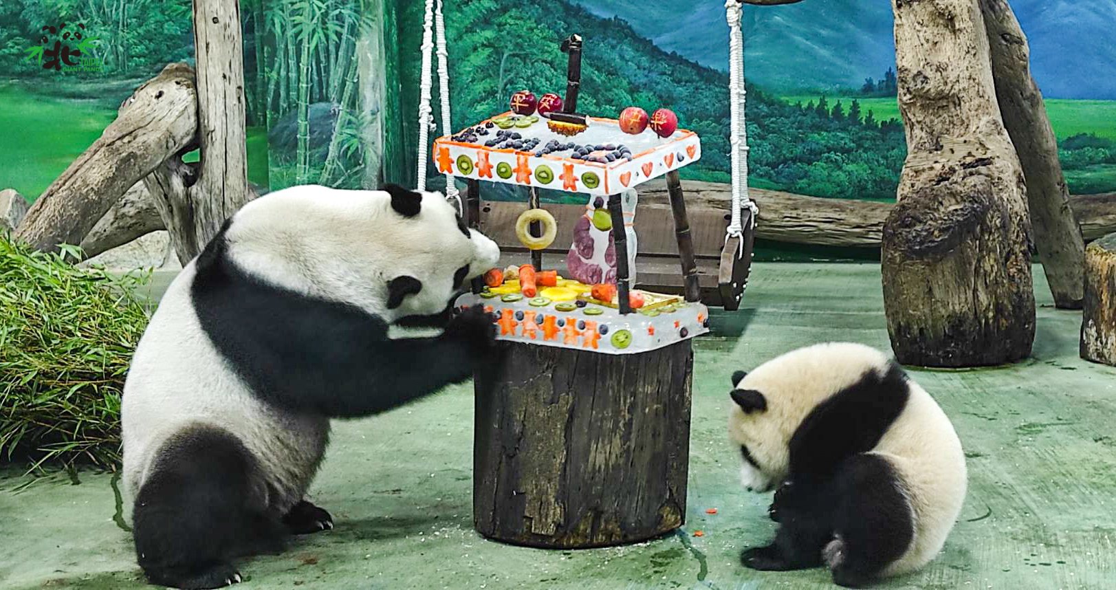圓寶（右）過生日，媽媽「圓圓」也一起吃蛋糕。（台北市立動物園提供）