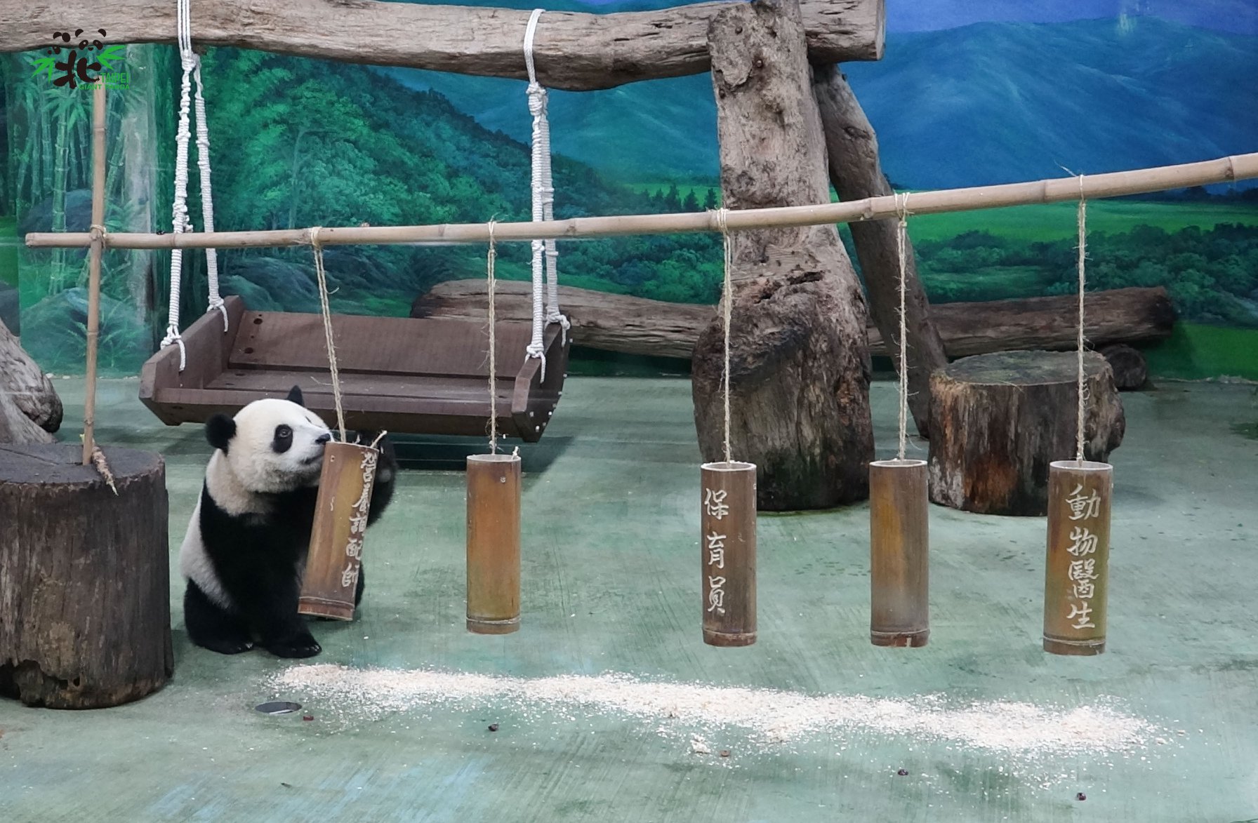 圓寶抓週，一開始抓「營養調配師」竹筒。（台北市立動物園提供）