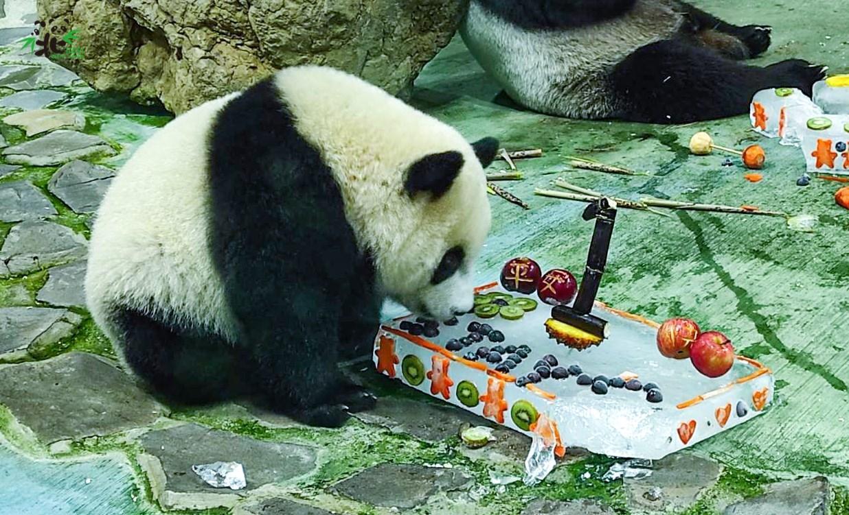 圓寶吃蛋糕,特別喜歡上面的葡萄。(台北市立動物園提供)