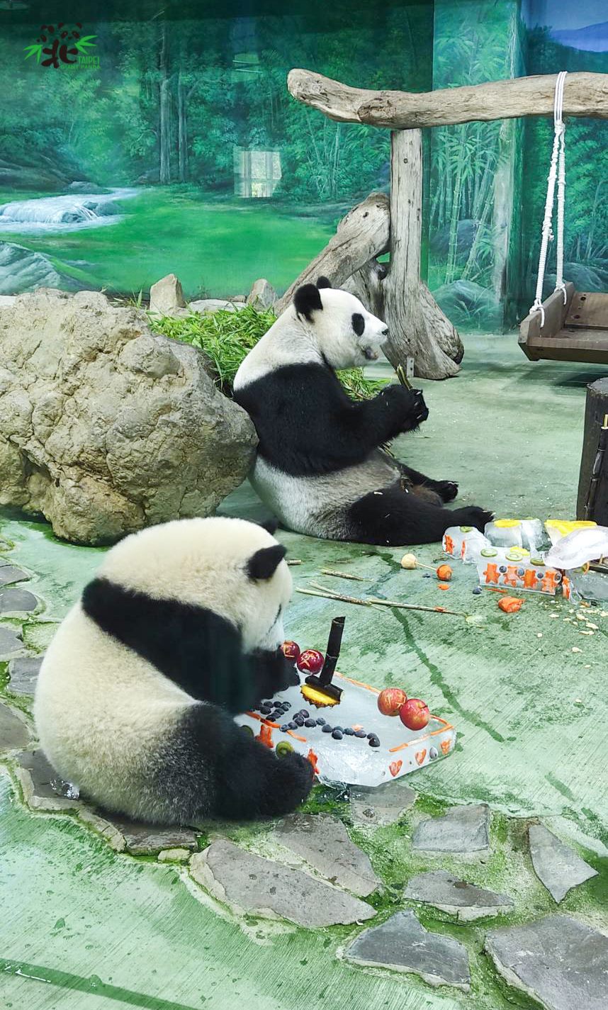 圓寶（前）1歲生日第一次吃到甘蔗。（台北市立動物園提供）