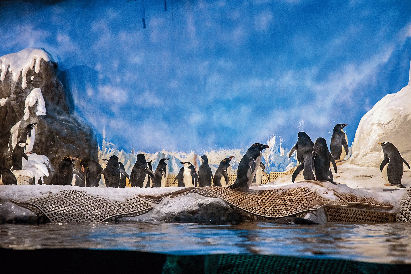 防疫期間，屏東海生館暫時休園，動物們可是照常上班。